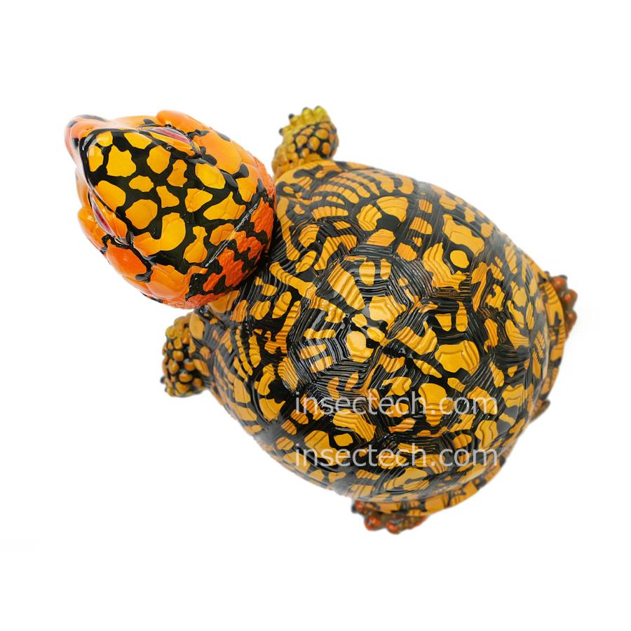 新！【動物の惑星】トウブハコガメ（オレンジ）フィギュア