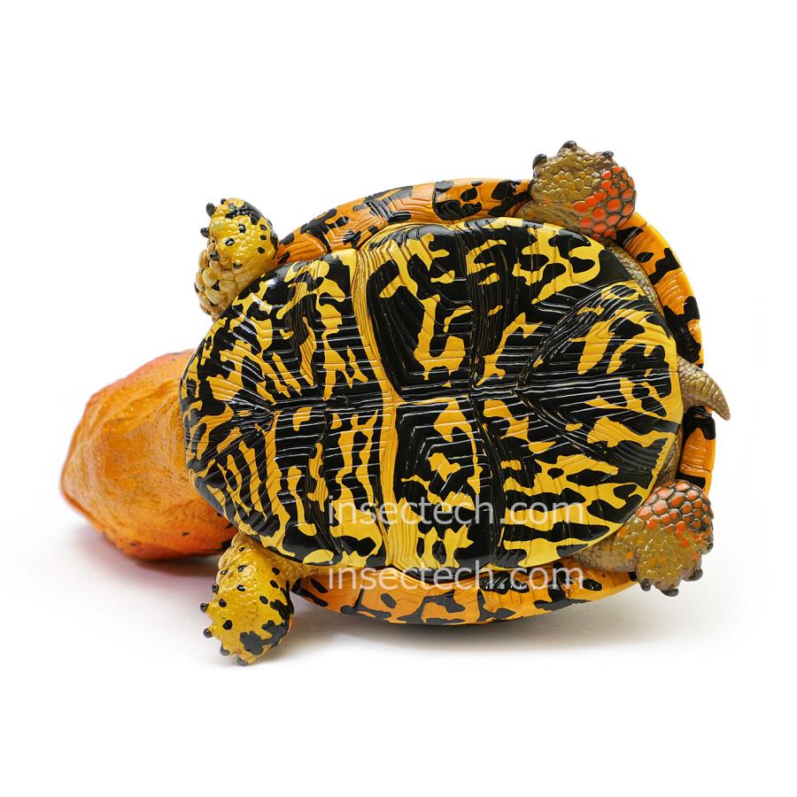 新！【動物の惑星】トウブハコガメ（オレンジ）フィギュア