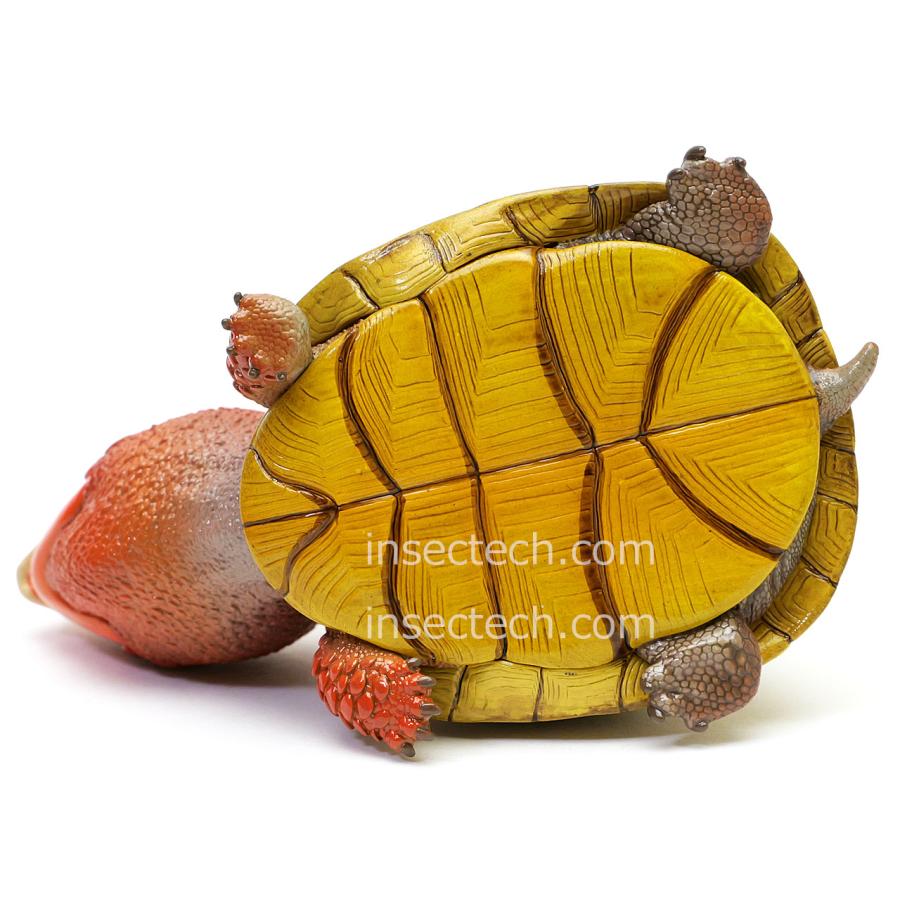 新！【動物の惑星】ミツユビハコガメ フィギュア : インセクテック動物