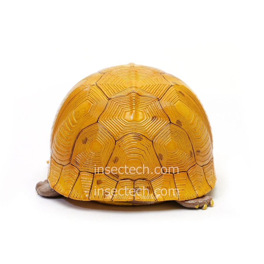 新！【動物の惑星】ユカタンハコガメ フィギュア : インセクテック動物
