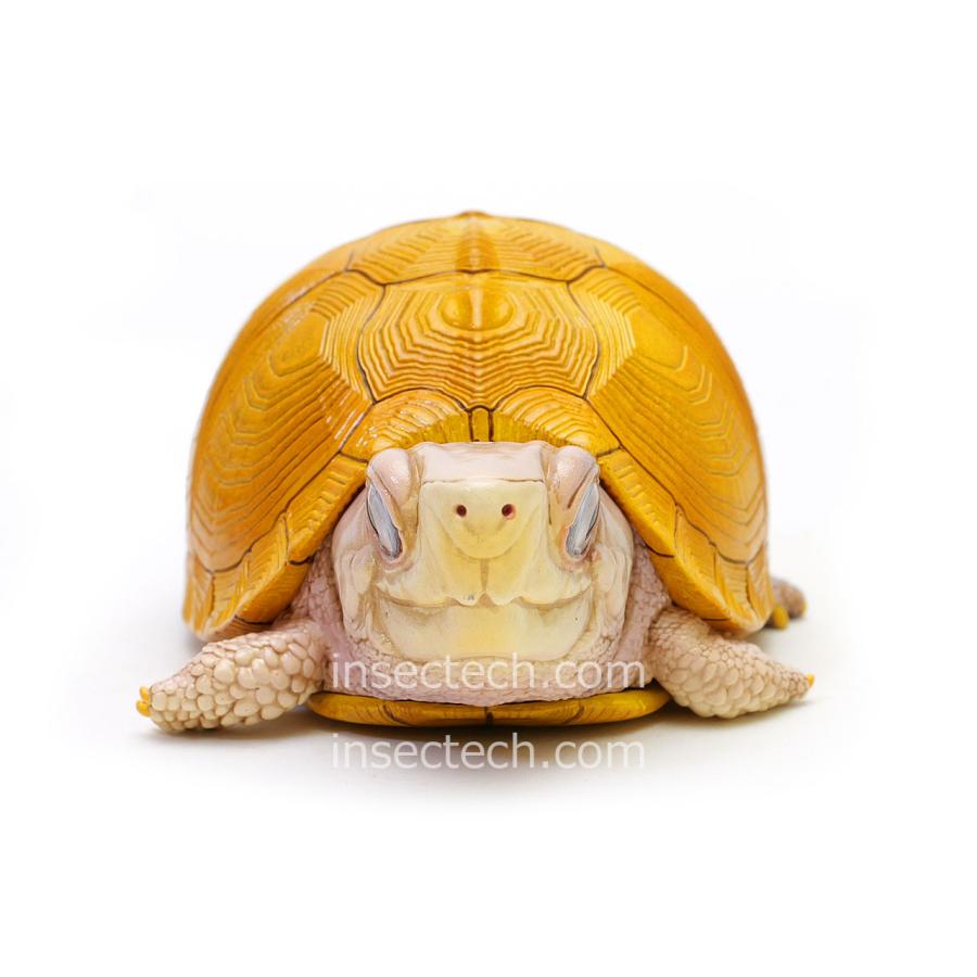 新！【動物の惑星】ユカタンハコガメ フィギュア : インセクテック動物