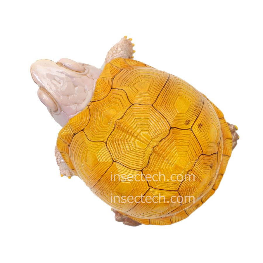 新！【動物の惑星】ユカタンハコガメ フィギュア : インセクテック動物