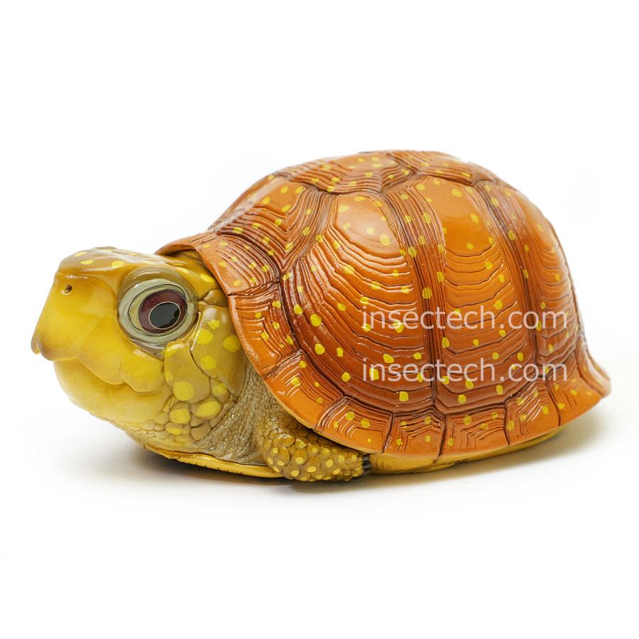 新！【動物の惑星】ネルソンハコガメ フィギュア : インセクテック動物