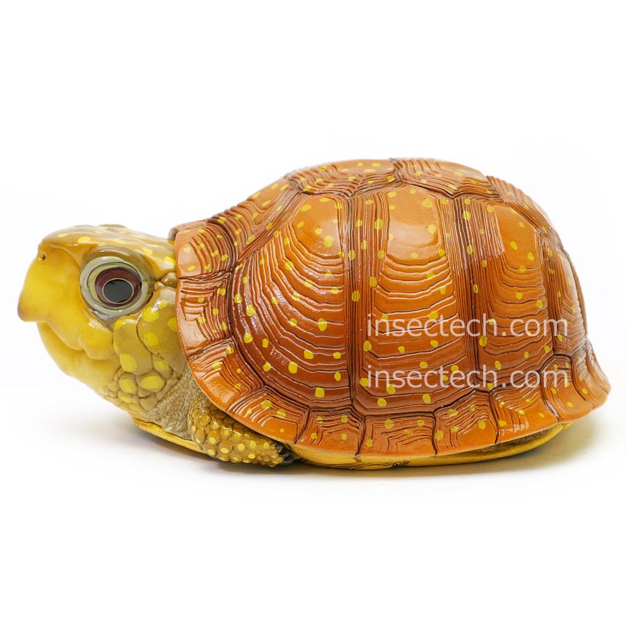 新！【動物の惑星】ネルソンハコガメ フィギュア : インセクテック動物