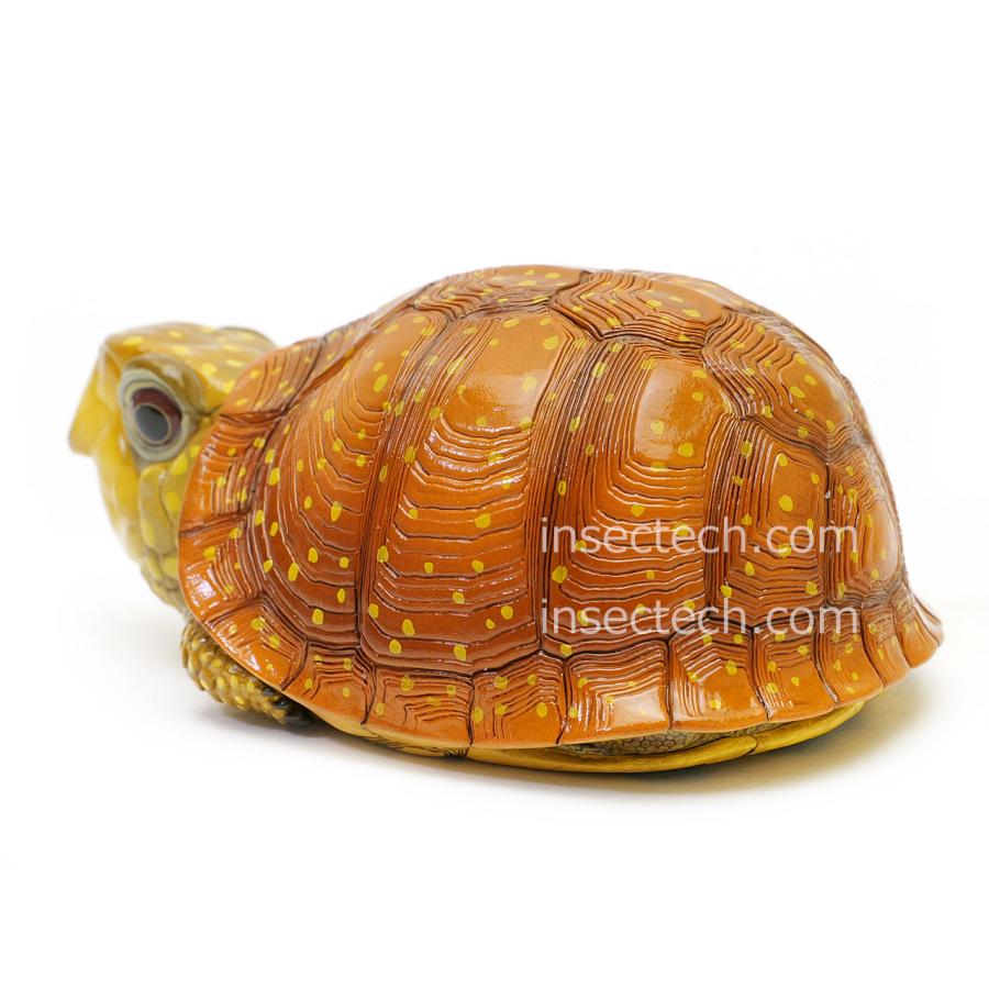 新！【動物の惑星】ネルソンハコガメ フィギュア : インセクテック動物