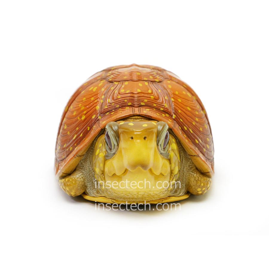 新！【動物の惑星】ネルソンハコガメ フィギュア : インセクテック動物