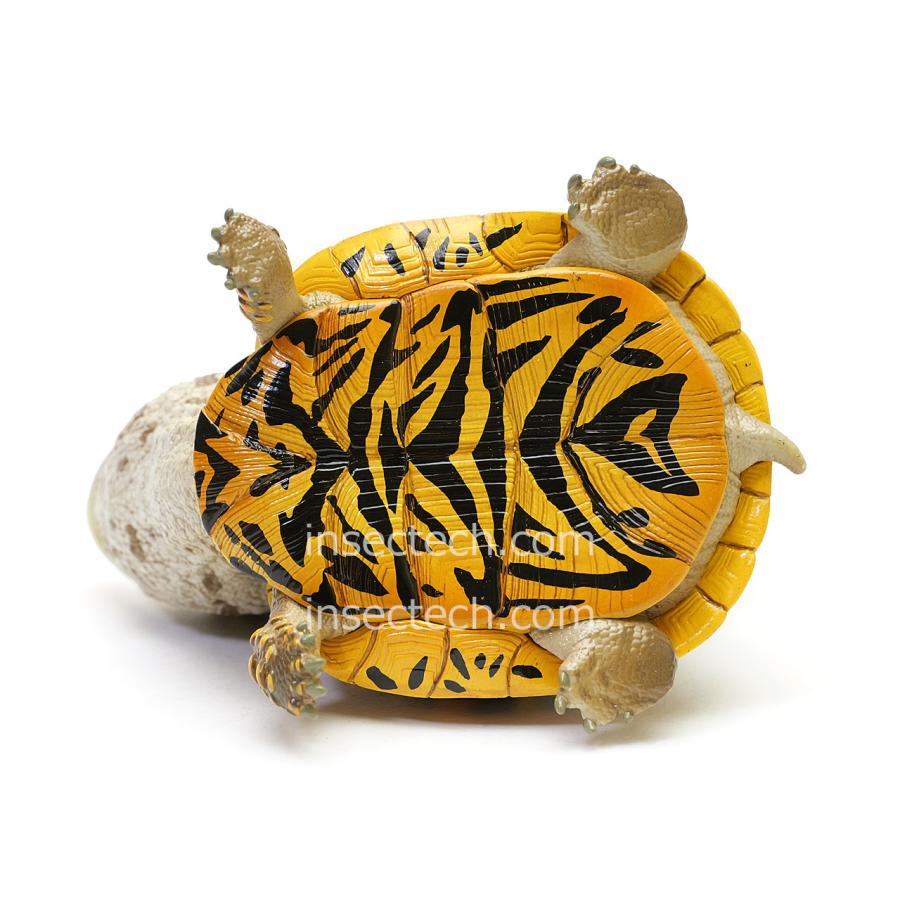 【動物の惑星】レア★メキシコハコガメ★188体限定!フィギュア 動物の惑星】レア☆メキシコハコガメ☆188体限定!フィギュア