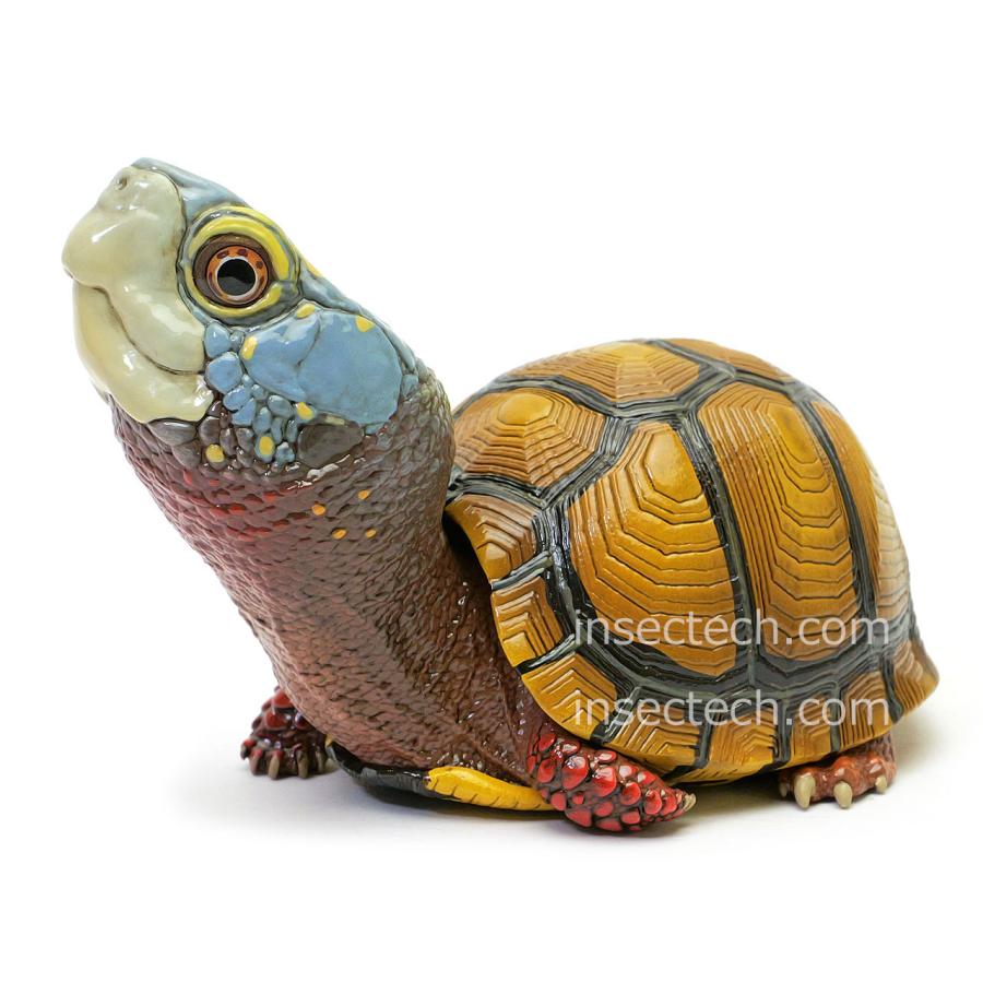 【動物の惑星】レア★メキシコハコガメ★188体限定!フィギュア 新！【動物の惑星】メキシコハコガメ フィギュア : インセクテック動物