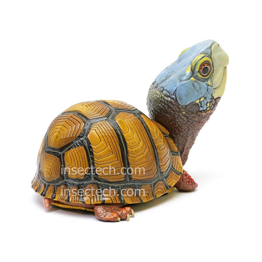 新！【動物の惑星】メキシコハコガメ フィギュア : インセクテック動物