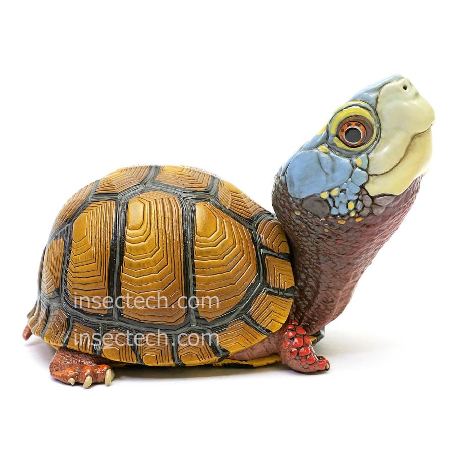 新！【動物の惑星】メキシコハコガメ フィギュア : インセクテック動物