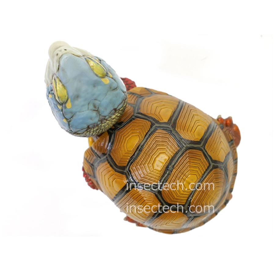 新！【動物の惑星】メキシコハコガメ フィギュア : インセクテック動物