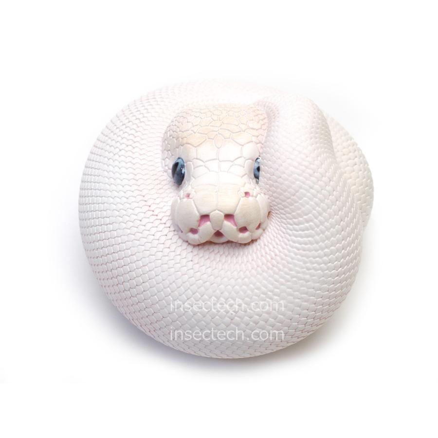 動物の惑星 plus 中国288体限定 ボールパイソン　アルビノ　パンプキン 動物の惑星 plus 中国288体限定 ボールパイソン アルビノ パンプキン