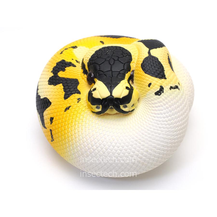 パーフェクトボールパイソン Black Pastel Leopard Confusion ♀ sold . . . #ボールパイソン