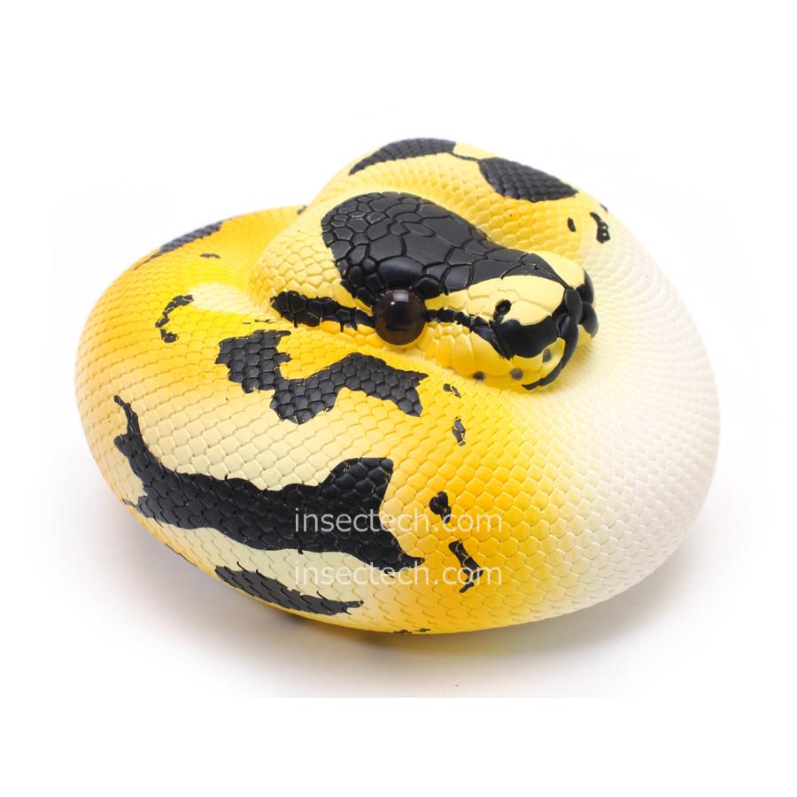 【30体限定！】【動物の惑星】ボールパイソン　フルブラック　アニマルプラネット mqdefault.jpg