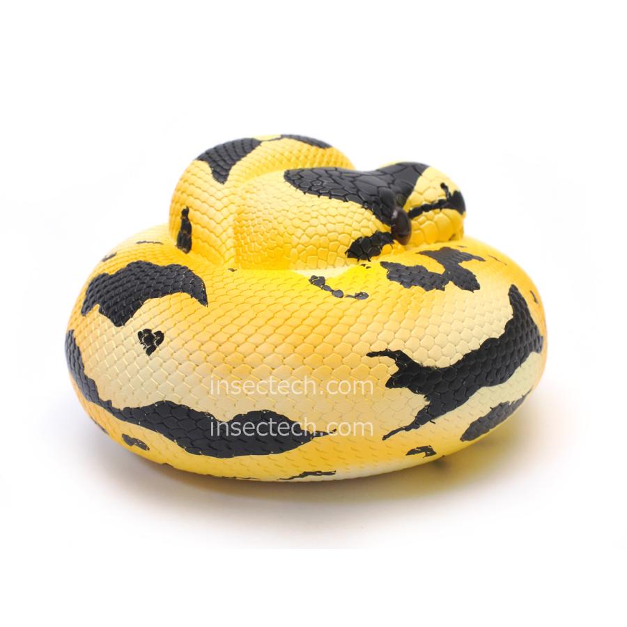 【30体限定！】【動物の惑星】ボールパイソン　フルブラック　アニマルプラネット 30体限定！】【動物の惑星】ボールパイソン フルブラック