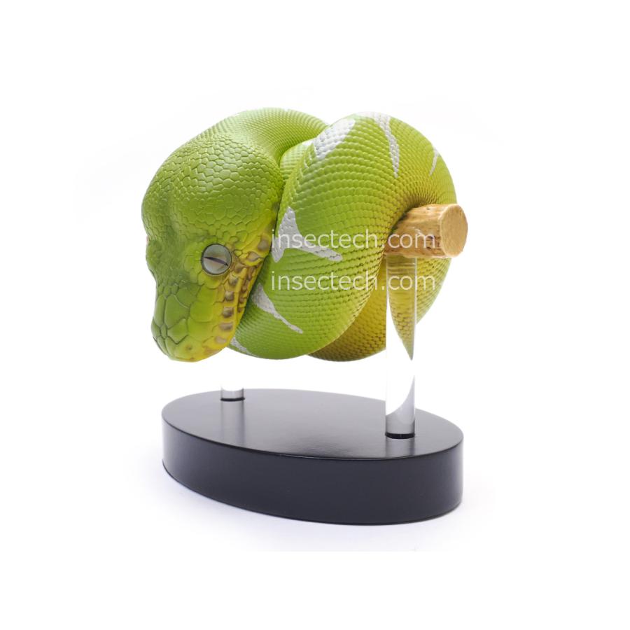 【動物の惑星】スーパーレア!!韓国88体限定エメラルドツリーボア赤! 日本初上陸 動物の惑星】エメラルドツリーボア フィギュア : インセクテック