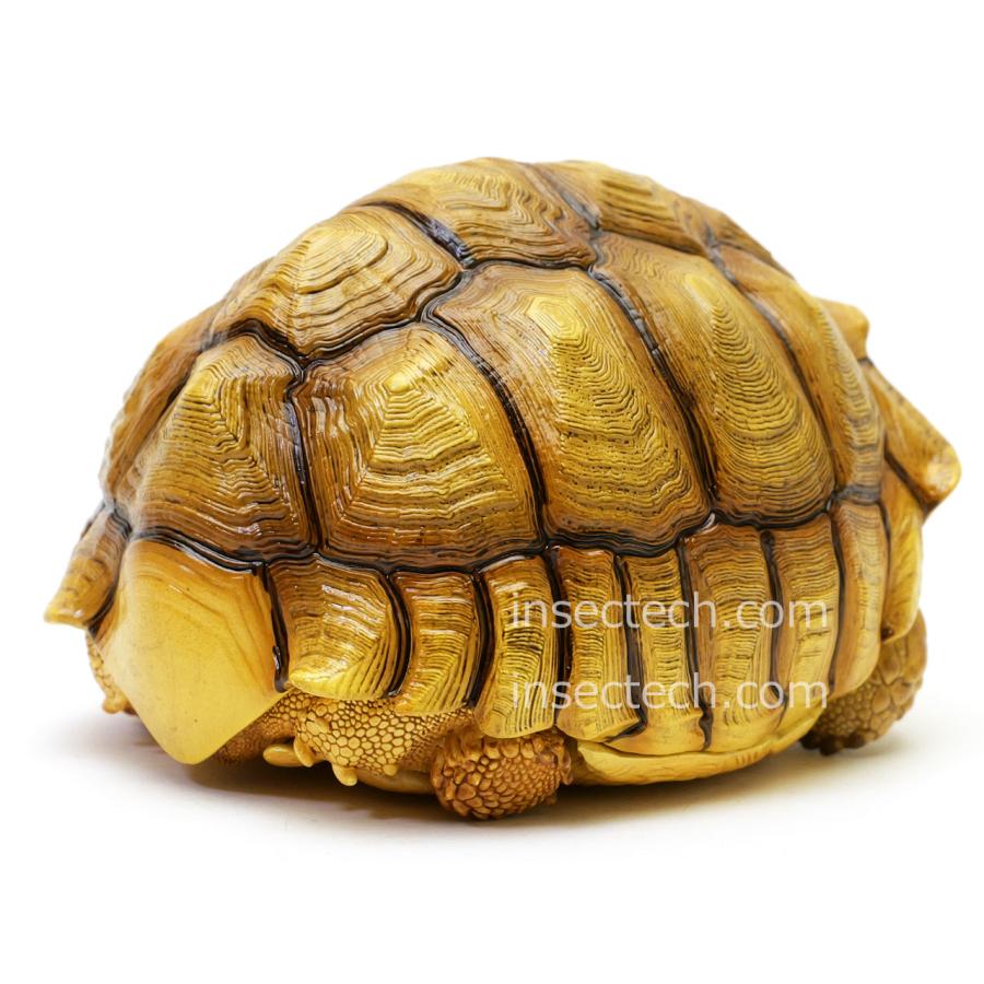動物の惑星】ケヅメリクガメ♀ フィギュア : インセクテック動物の惑星
