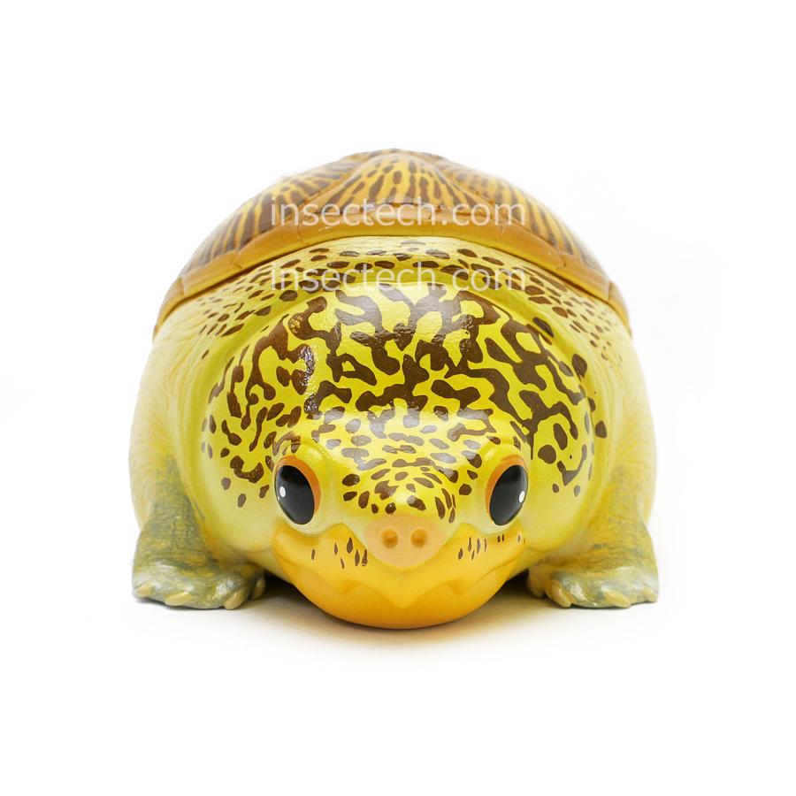 動物の惑星】ハラガケガメ フィギュア : インセクテック動物の惑星