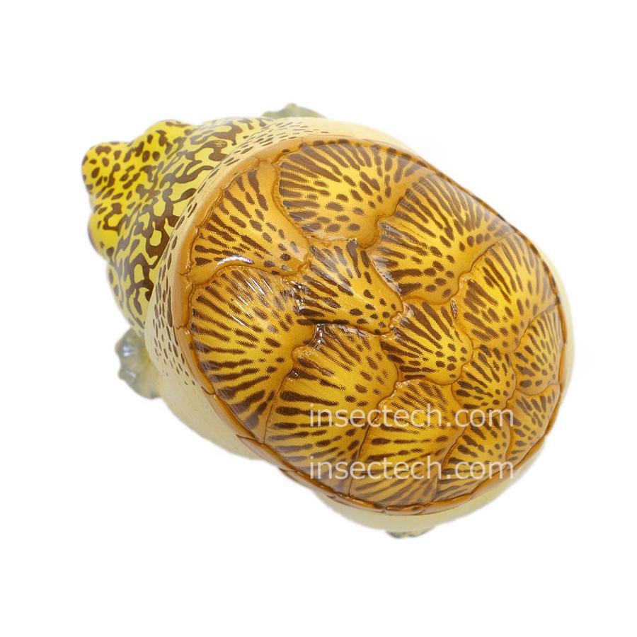 動物の惑星】ハラガケガメ フィギュア : インセクテック動物の惑星