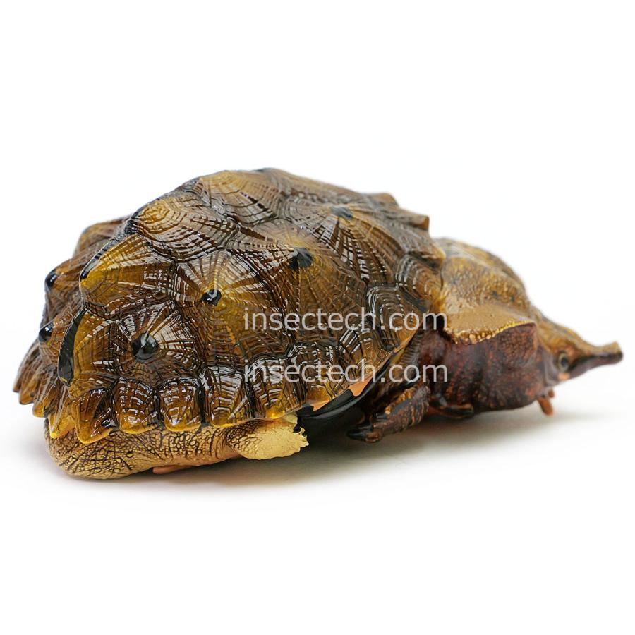 動物の惑星】ブラックマタマタ フィギュア : インセクテック動物の惑星