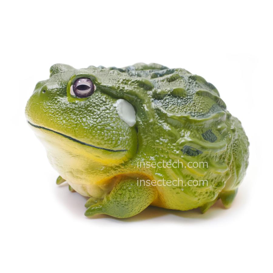 アフリカウシガエル