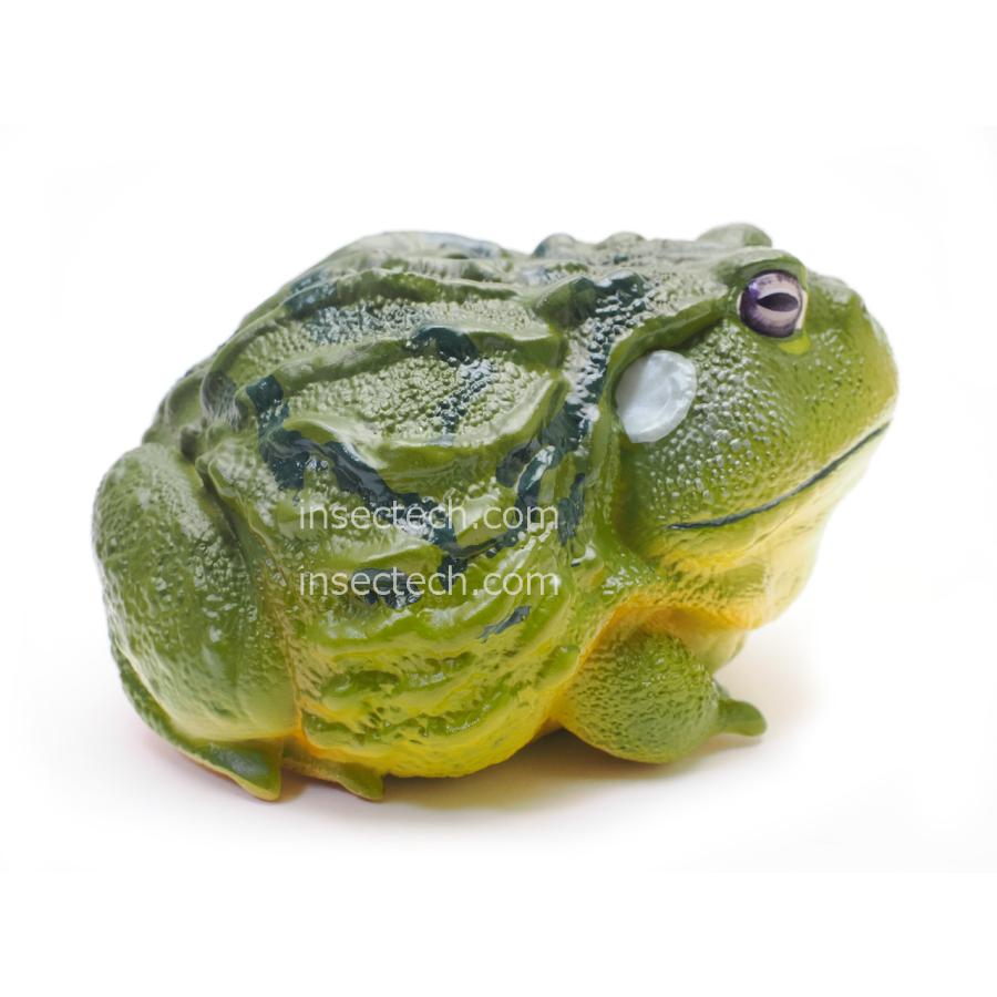 動物の惑星】アフリカウシガエル フィギュア : インセクテック動物の