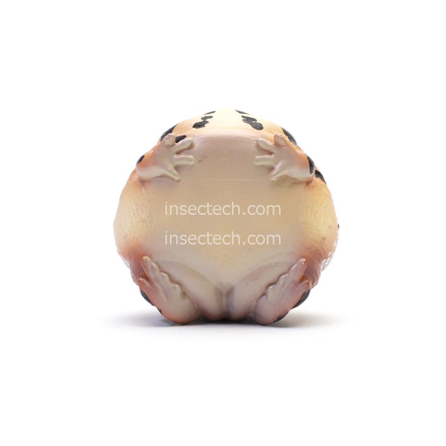 動物の惑星】アメフクラガエル フィギュア : インセクテック動物の惑星