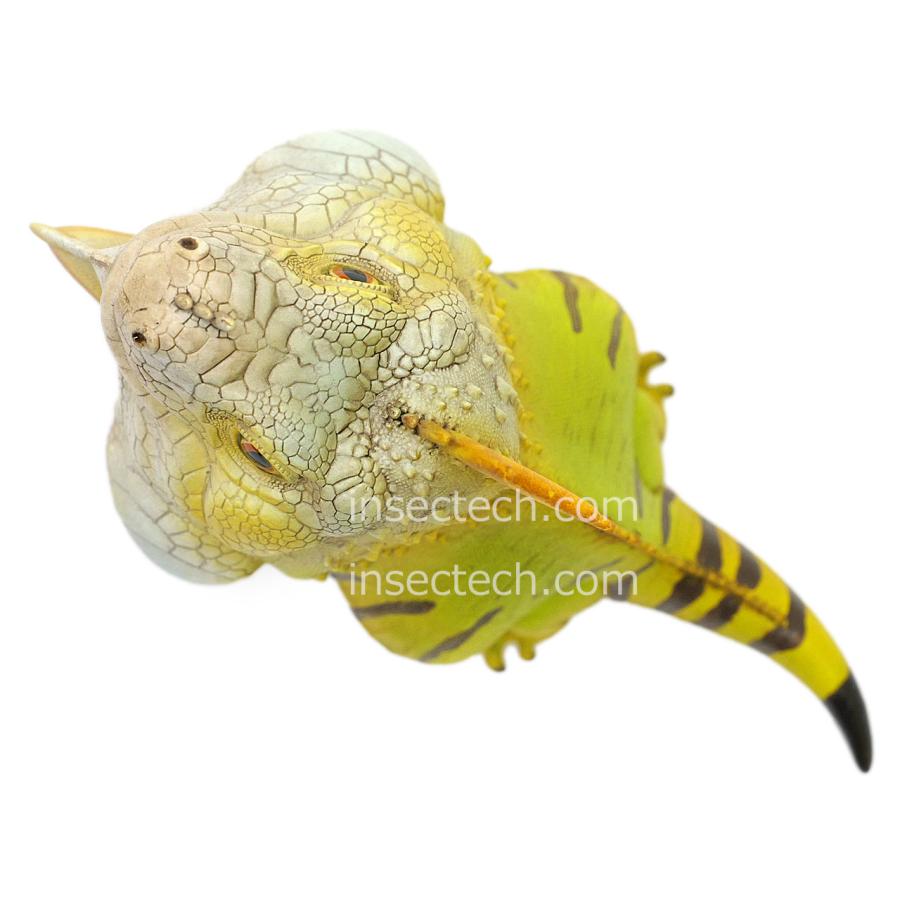 動物の惑星】グリーンイグアナ（ノーマル）フィギュア