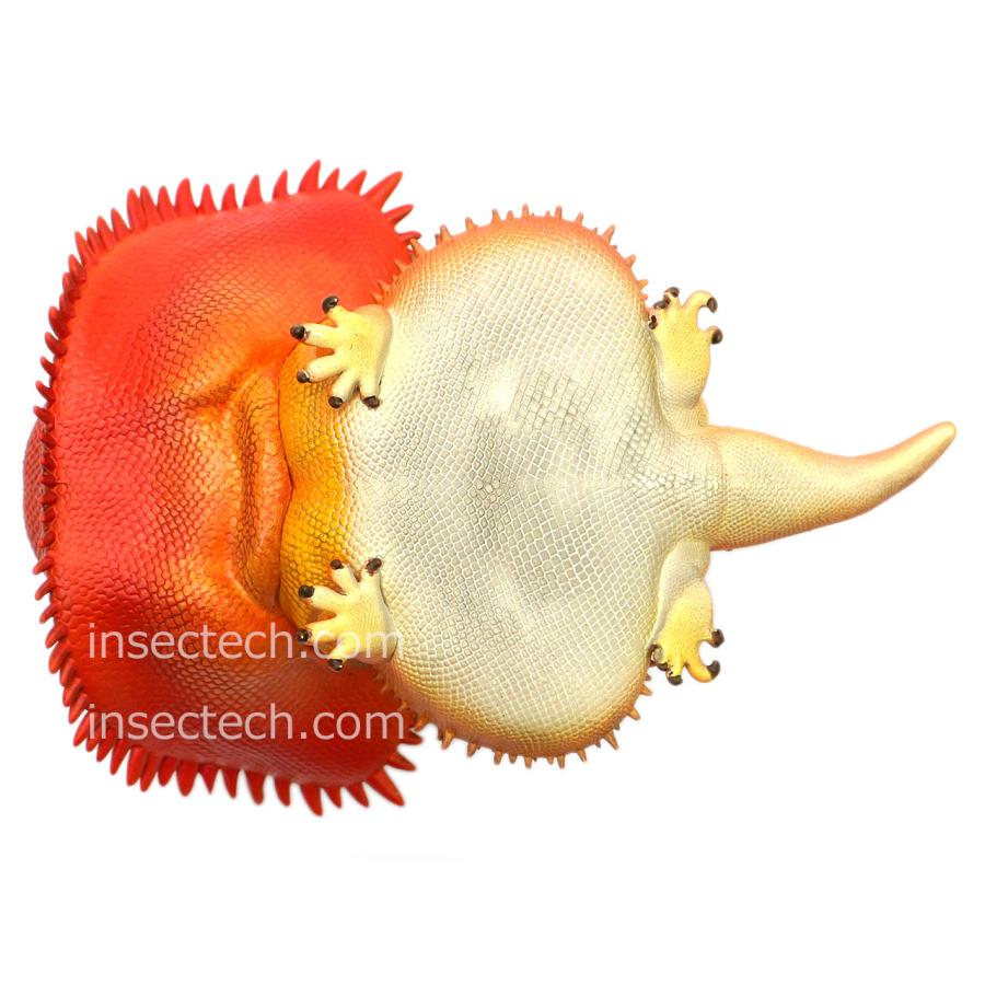 動物の惑星】フトアゴヒゲトカゲ（レッド）フィギュア