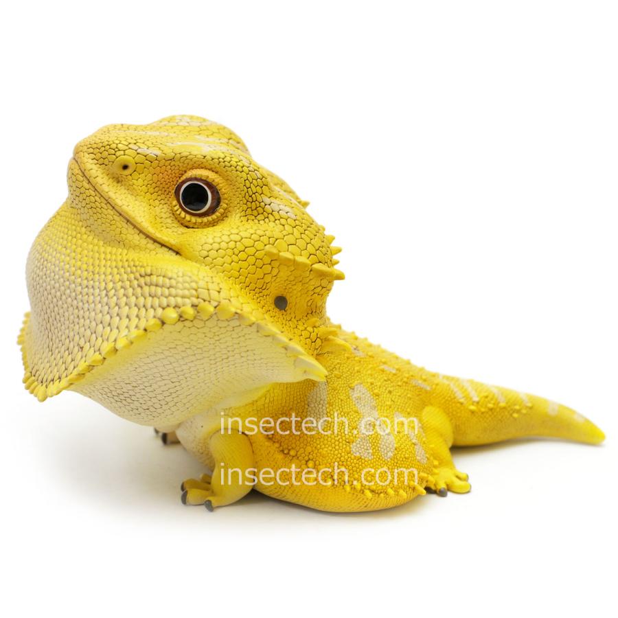 動物の惑星】フトアゴヒゲトカゲ（イエロー）フィギュア