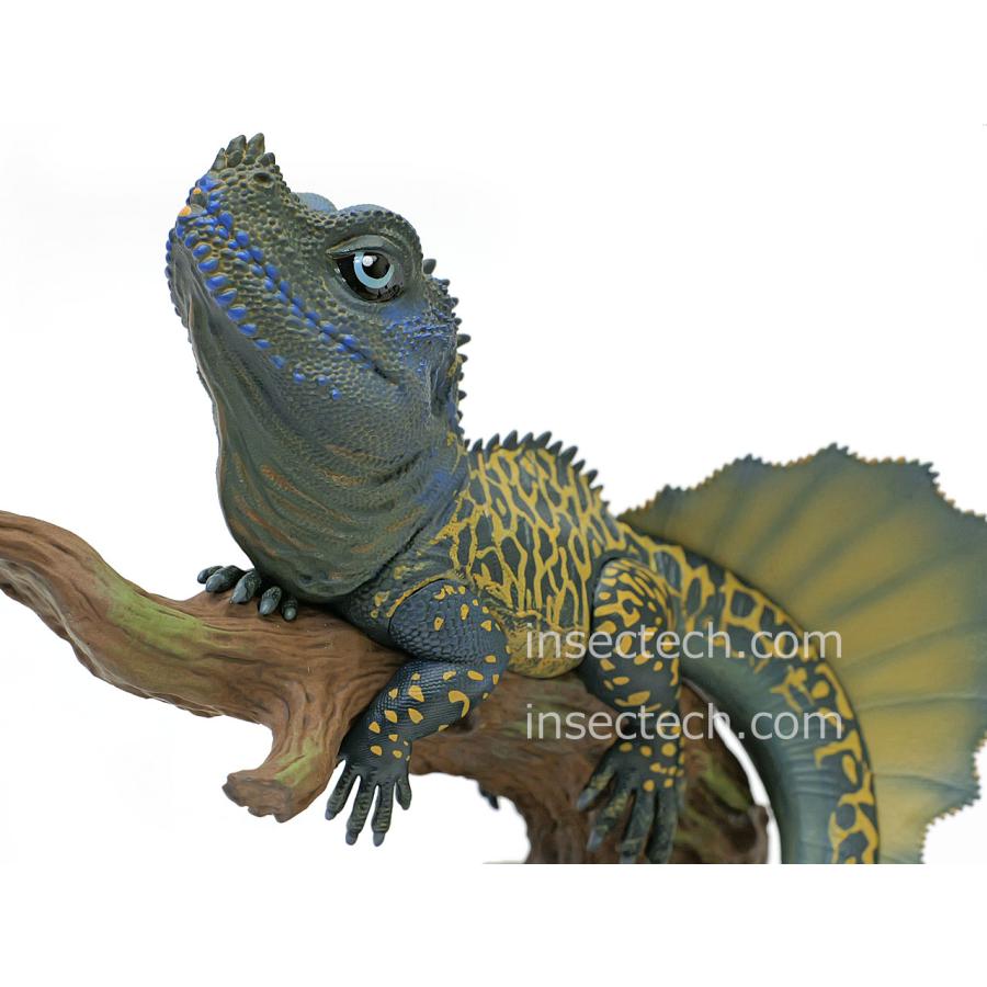 新！【動物の惑星ジオラマシリーズ】第四弾 フィリピンホカケトカゲ