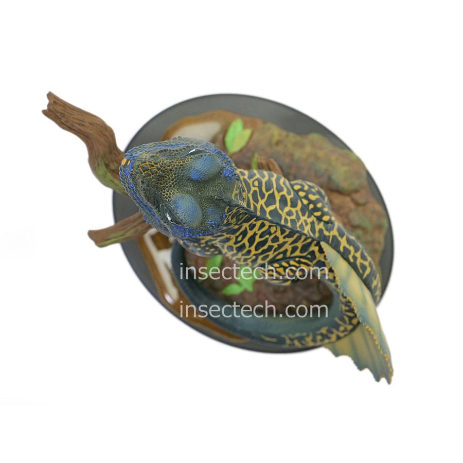 新！【動物の惑星ジオラマシリーズ】第四弾 フィリピンホカケトカゲ