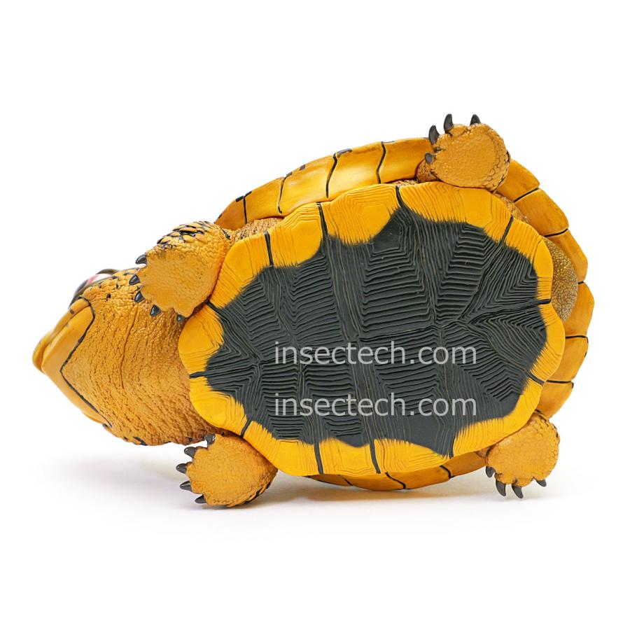 【動物の惑星】レア★上海展覧会非売品!記念品トウブハコガメ! フィギュア 動物の惑星】レア☆上海展覧会非売品!記念品トウブハコガメ