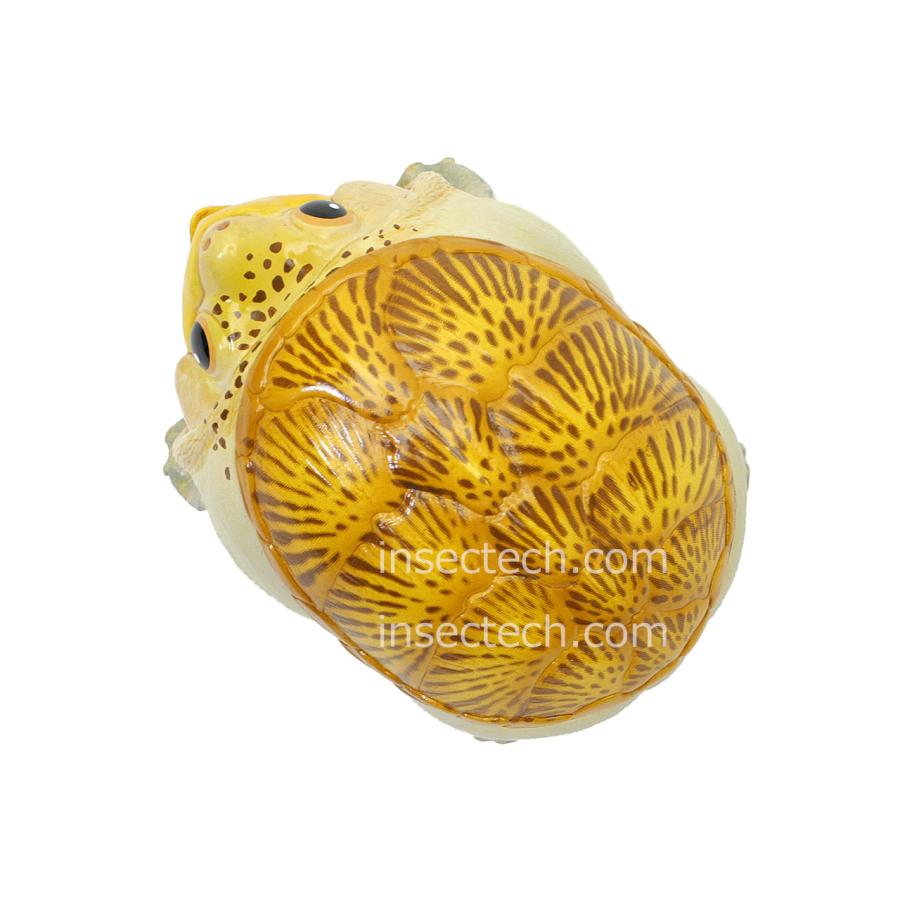 【動物の惑星】★ハラカケガメ開口（シークレット）★激レア! フィギュア 動物の惑星】「シークレット」ハラガケガメ（開口） フィギュア