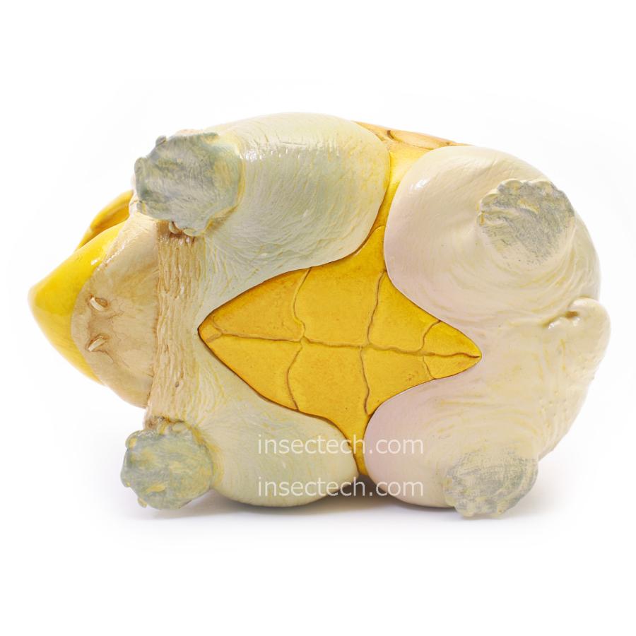 【動物の惑星】★ハラカケガメ開口（シークレット）★激レア! フィギュア 動物の惑星】「シークレット」ハラガケガメ（開口） フィギュア