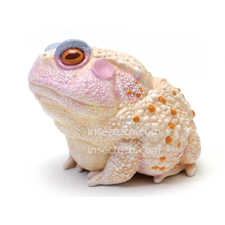 動物の惑星】「シークレット」チュウカヒキガエル（紅斑アルビノ