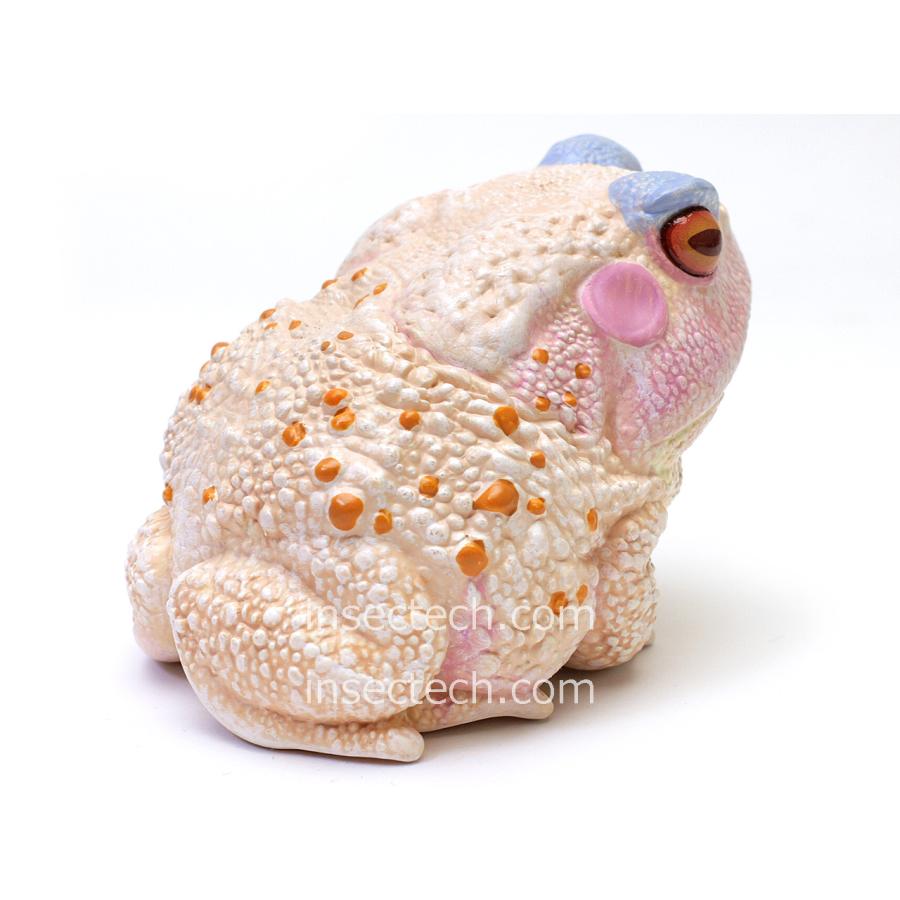 動物の惑星】「シークレット」チュウカヒキガエル（紅斑アルビノ