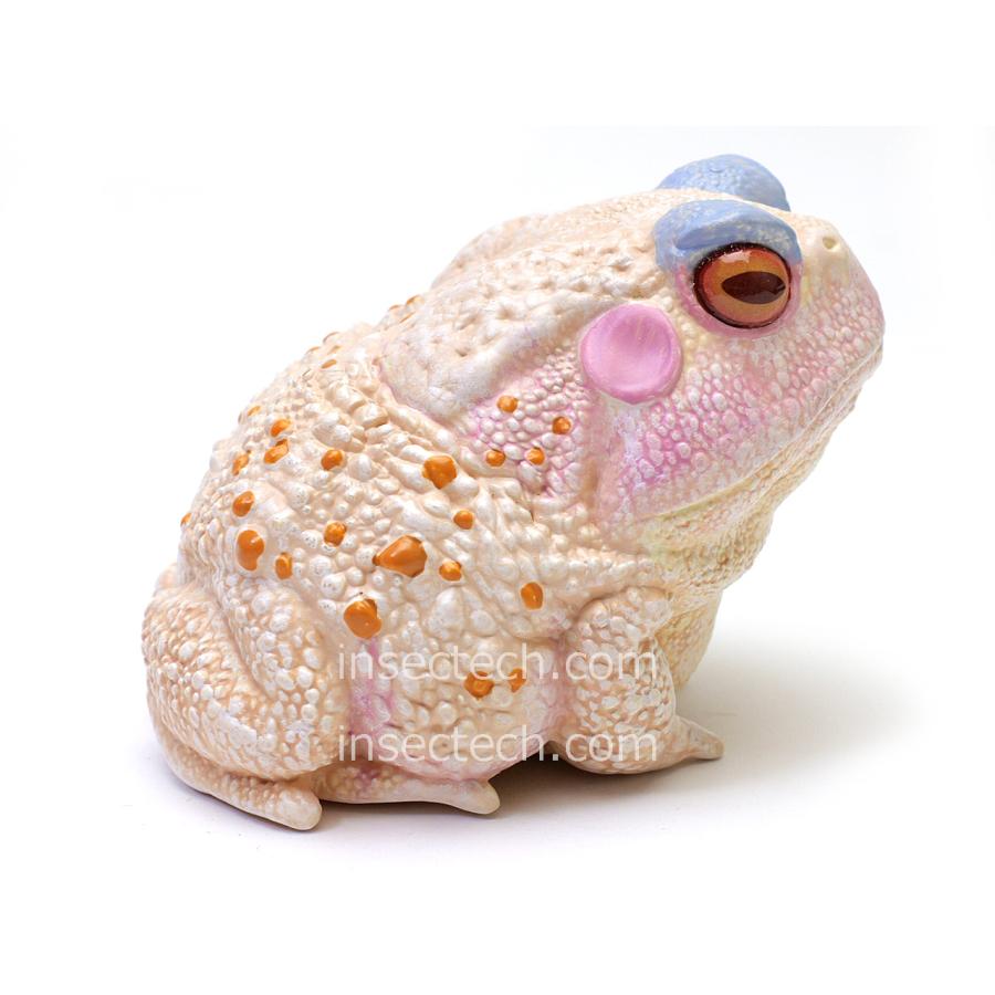 動物の惑星】「シークレット」チュウカヒキガエル（紅斑アルビノ