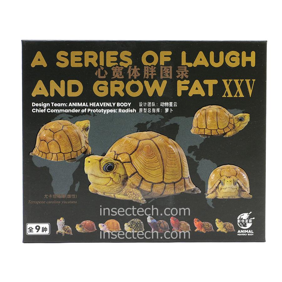 新！【動物の惑星】「シークレット」ユカタンハコガメ♀（イエロー