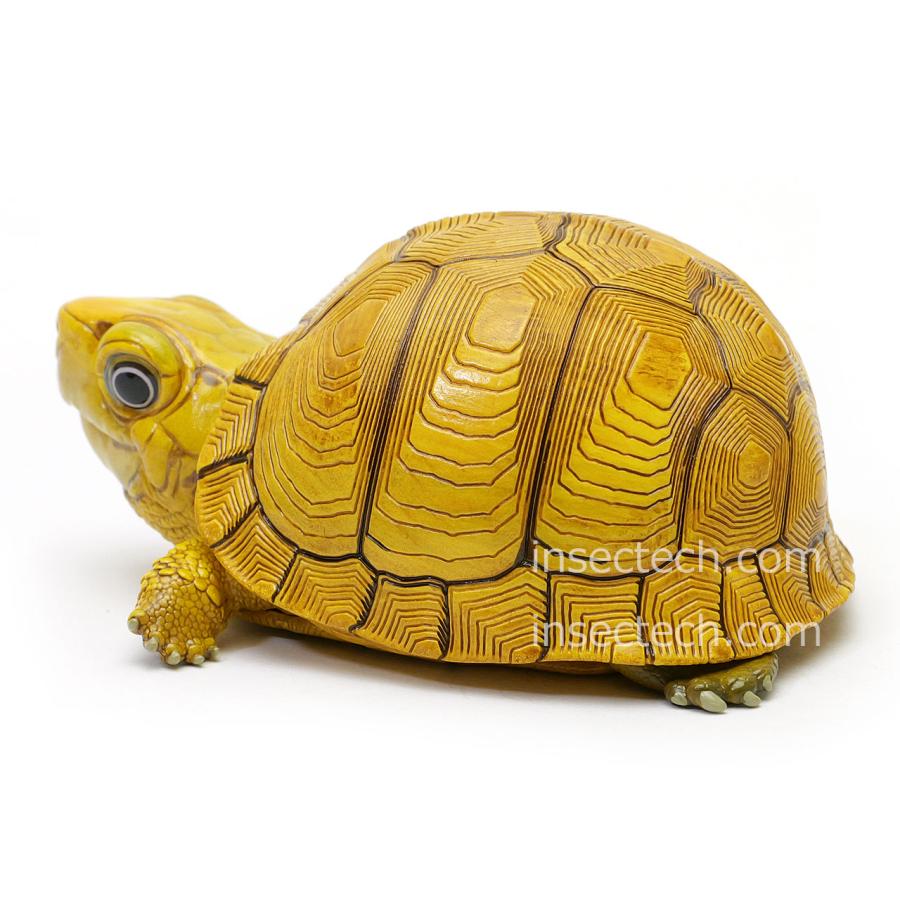 新！【動物の惑星】「シークレット」ユカタンハコガメ♀（イエロー