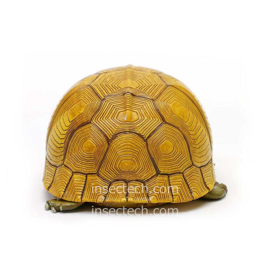 【動物の惑星】最速★ユカタンハコガメ★シークレット! フィギュア 新！【動物の惑星】「シークレット」ユカタンハコガメ♀（イエロー