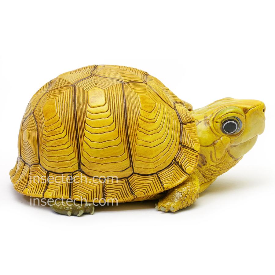 新！【動物の惑星】「シークレット」ユカタンハコガメ♀（イエロー