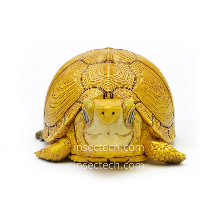 新！【動物の惑星】「シークレット」ユカタンハコガメ♀（イエロー
