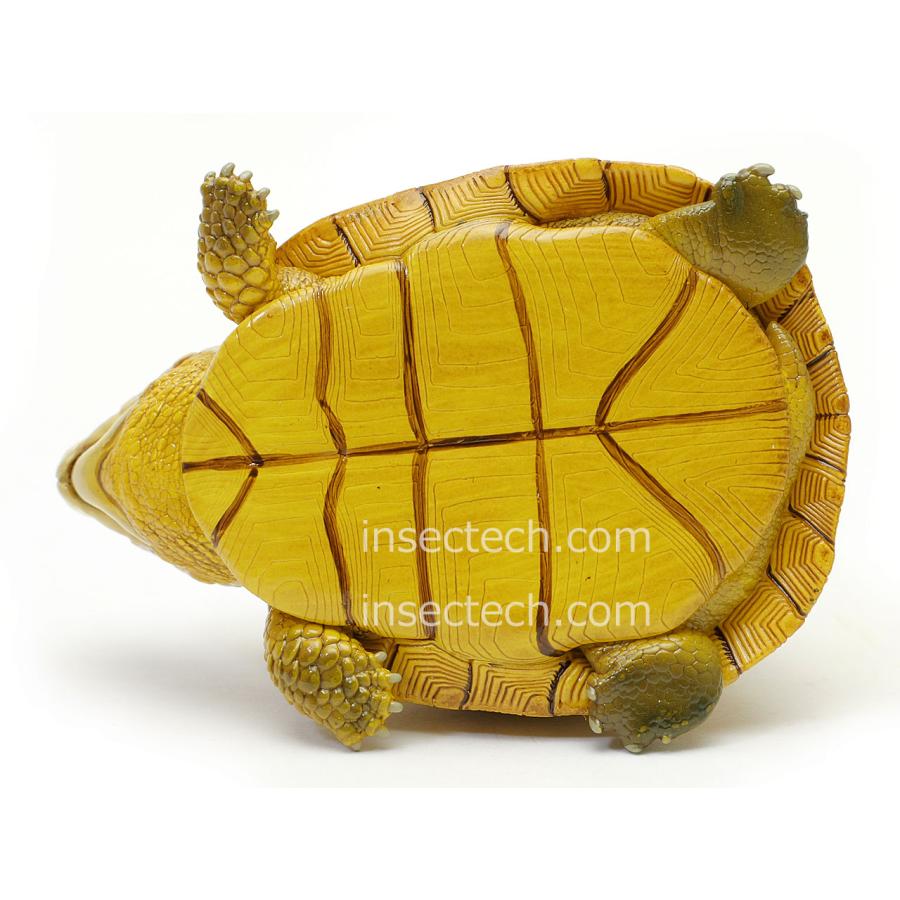 新！【動物の惑星】「シークレット」ユカタンハコガメ♀（イエロー