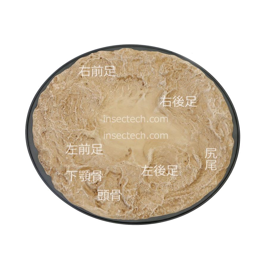 動物の惑星 写実シリーズ】第一弾 初回頭骨付属 ワニガメ フィギュア