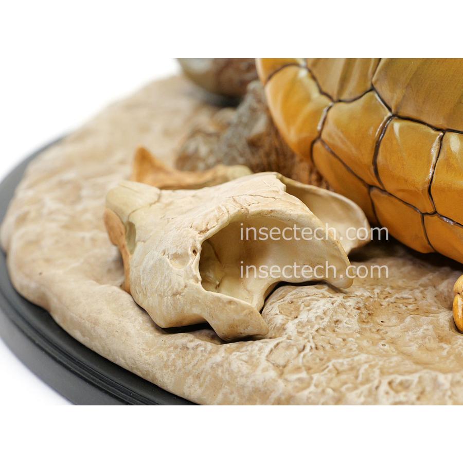 【動物の惑星】★ワニ&ワニガメ★WF128体限定+上海水族館シャチ! フィギュア 動物の惑星】ヨウスコウワニ フィギュア - 昆虫採集・昆虫標本用品