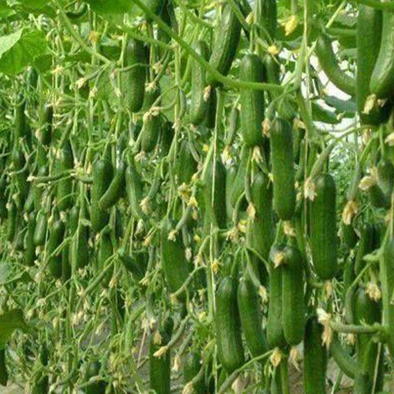 きゅうり苗 すずなりキュウリの苗露地で楽々作れ 摘芯 てきしん しなくても超たくさん実がとれるキュウリ苗 完全節成 房成り性で 雌花が1節に1 3花以上着生し 急速に着果肥大します 通常の胡瓜品種は主枝にあまり実がつかない為 主枝を摘芯し 側枝 小づる 孫づる に着果