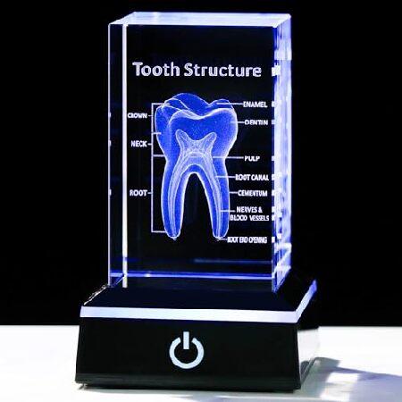 並行輸入品】 YWHL 3Dクリスタル人歯モデル カラフルなライト