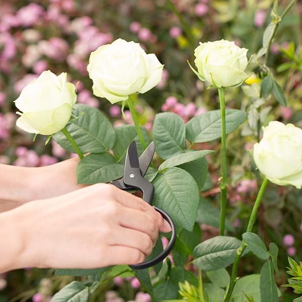 小林製鋏 FLORIST 園芸鋏 ガーデニング : INTERIOR3I - 通販
