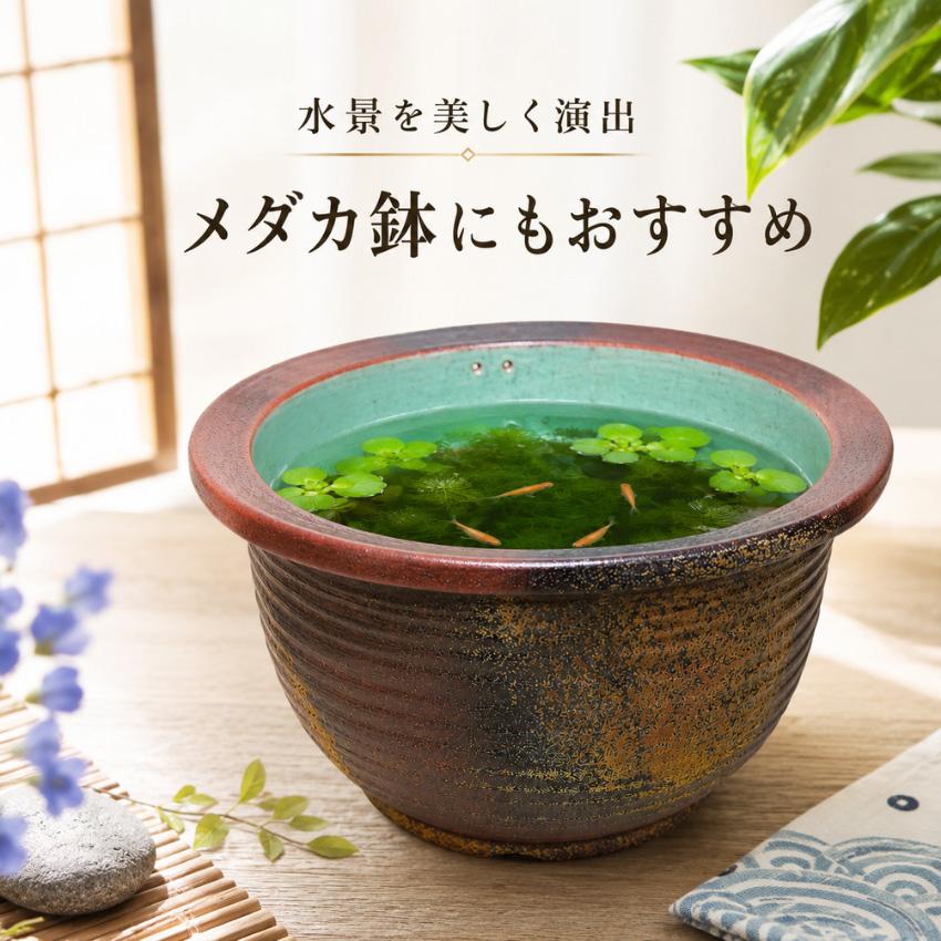 信楽焼 メダカ鉢 陶器 めだか鉢 おしゃれ ビオトープ 睡蓮鉢 大型